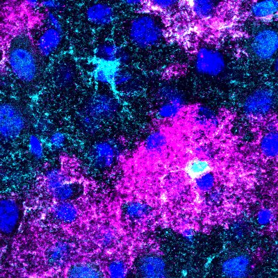 New Publication Alert! “Dynamic Glia in the Living Brain: Insights into Glial Physiology and Function from In Vivo Imaging”